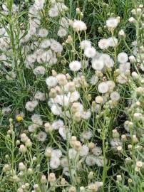 Fotografia da espécie Erigeron bonariensis