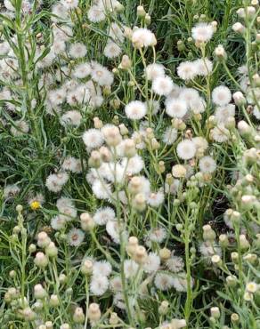 Fotografia 13 da espécie Erigeron bonariensis no Jardim Botânico UTAD