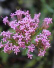 Fotografia da espécie Centranthus lecoqii