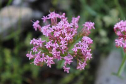 Fotografia da espécie Centranthus lecoqii var. lecoquii