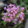 Fotografia 1 da espécie Centranthus lecoqii var. lecoquii do Jardim Botânico UTAD