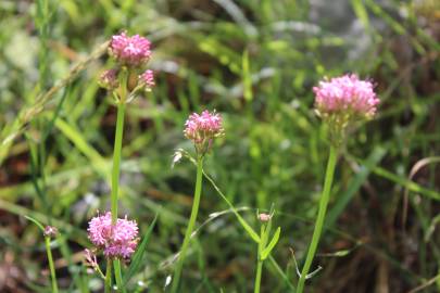 Fotografia da espécie Centranthus lecoqii var. lecoquii