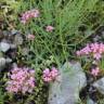 Fotografia 3 da espécie Centranthus lecoqii var. lecoquii do Jardim Botânico UTAD