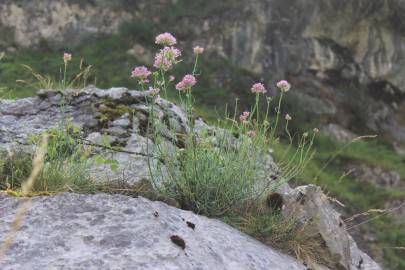 Fotografia da espécie Centranthus lecoqii var. lecoquii