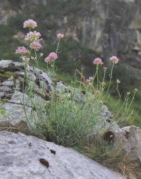 Fotografia 5 da espécie Centranthus lecoqii var. lecoquii no Jardim Botânico UTAD