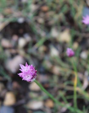 Fotografia 13 da espécie Allium schoenoprasum no Jardim Botânico UTAD