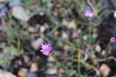 Fotografia da espécie Allium schoenoprasum