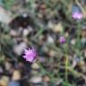 Fotografia 13 da espécie Allium schoenoprasum do Jardim Botânico UTAD