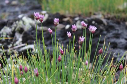 Fotografia da espécie Allium schoenoprasum