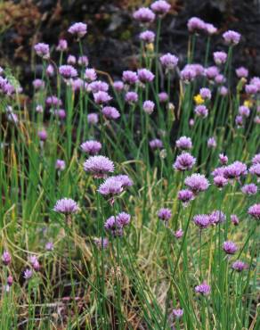 Fotografia 15 da espécie Allium schoenoprasum no Jardim Botânico UTAD