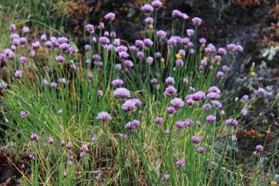 Fotografia da espécie Allium schoenoprasum