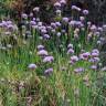 Fotografia 15 da espécie Allium schoenoprasum do Jardim Botânico UTAD