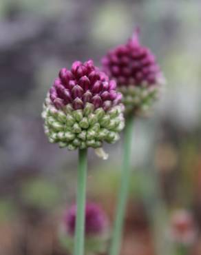 Fotografia 16 da espécie Allium schoenoprasum no Jardim Botânico UTAD