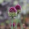 Fotografia 16 da espécie Allium schoenoprasum do Jardim Botânico UTAD