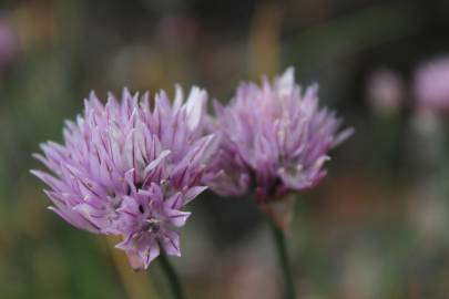 Fotografia da espécie Allium schoenoprasum