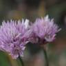 Fotografia 17 da espécie Allium schoenoprasum do Jardim Botânico UTAD