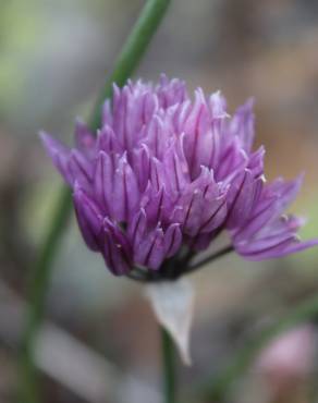 Fotografia 18 da espécie Allium schoenoprasum no Jardim Botânico UTAD