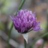 Fotografia 18 da espécie Allium schoenoprasum do Jardim Botânico UTAD