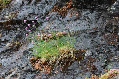 Fotografia da espécie Allium schoenoprasum