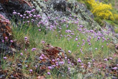 Fotografia da espécie Allium schoenoprasum