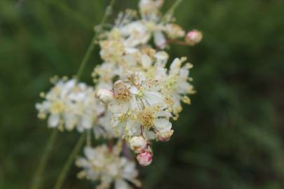 Fotografia da espécie Filipendula vulgaris