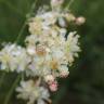 Fotografia 16 da espécie Filipendula vulgaris do Jardim Botânico UTAD