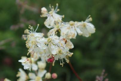 Fotografia da espécie Filipendula vulgaris