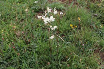 Fotografia da espécie Filipendula vulgaris