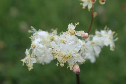 Fotografia da espécie Filipendula vulgaris