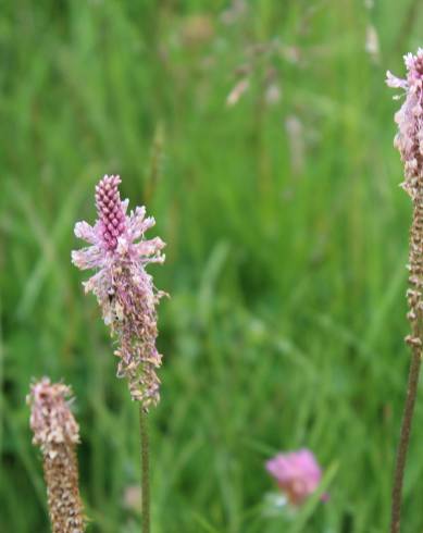 Fotografia de capa Plantago media - do Jardim Botânico