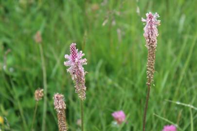 Fotografia da espécie Plantago media