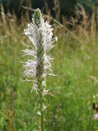 Fotografia da espécie Plantago media