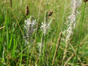 Fotografia da espécie Plantago media