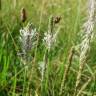 Fotografia 5 da espécie Plantago media do Jardim Botânico UTAD