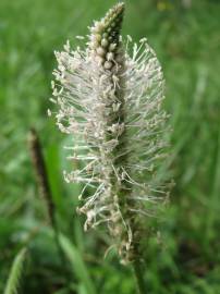 Fotografia da espécie Plantago media