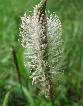 Fotografia 6 da espécie Plantago media no Jardim Botânico UTAD