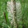 Fotografia 6 da espécie Plantago media do Jardim Botânico UTAD