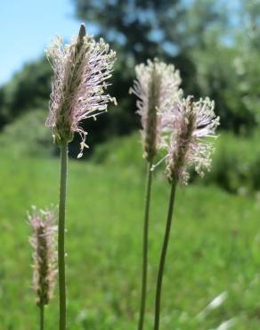 Fotografia 7 da espécie Plantago media no Jardim Botânico UTAD