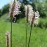 Fotografia 7 da espécie Plantago media do Jardim Botânico UTAD