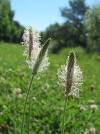 Fotografia da espécie Plantago media