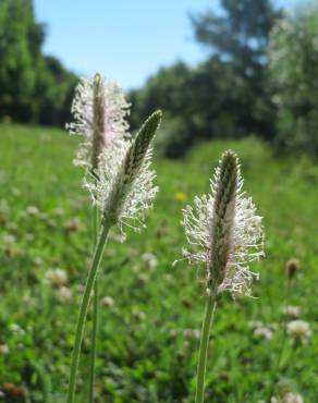 Fotografia 8 da espécie Plantago media no Jardim Botânico UTAD