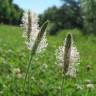 Fotografia 8 da espécie Plantago media do Jardim Botânico UTAD