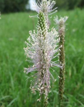 Fotografia 9 da espécie Plantago media no Jardim Botânico UTAD