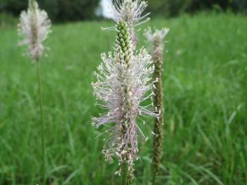 Fotografia da espécie Plantago media