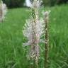 Fotografia 9 da espécie Plantago media do Jardim Botânico UTAD