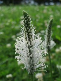 Fotografia da espécie Plantago media