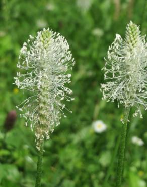 Fotografia 11 da espécie Plantago media no Jardim Botânico UTAD