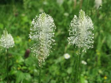 Fotografia da espécie Plantago media