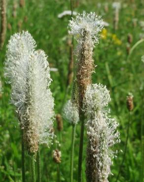 Fotografia 12 da espécie Plantago media no Jardim Botânico UTAD