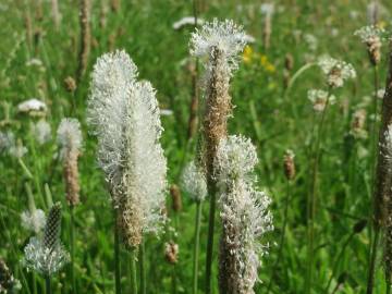 Fotografia da espécie Plantago media